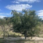 Established Acacia microbotrya ('Manna wattle') growing in planting rows