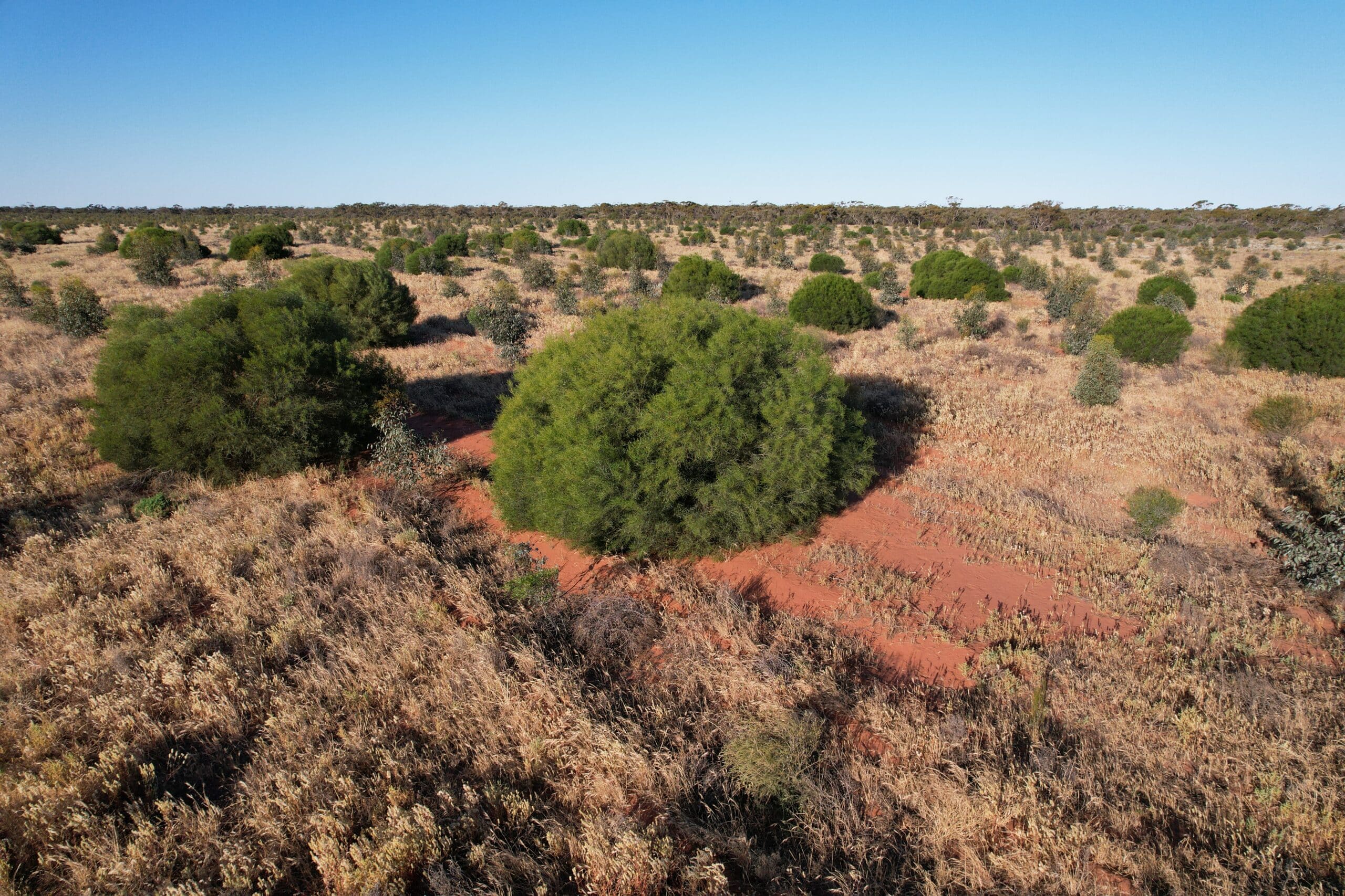 Large Acacia rostellifera ('Summer-scented wattle') shrubs amongst Eucalyptus and other species.