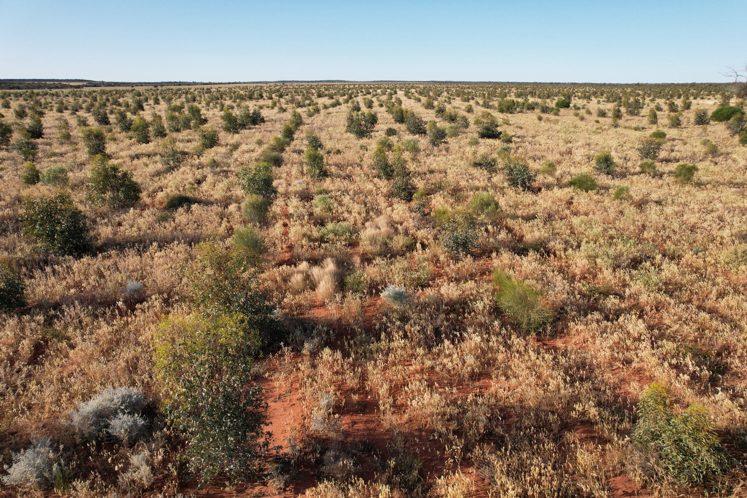 High angled view of trees growing in planting rows in red soil