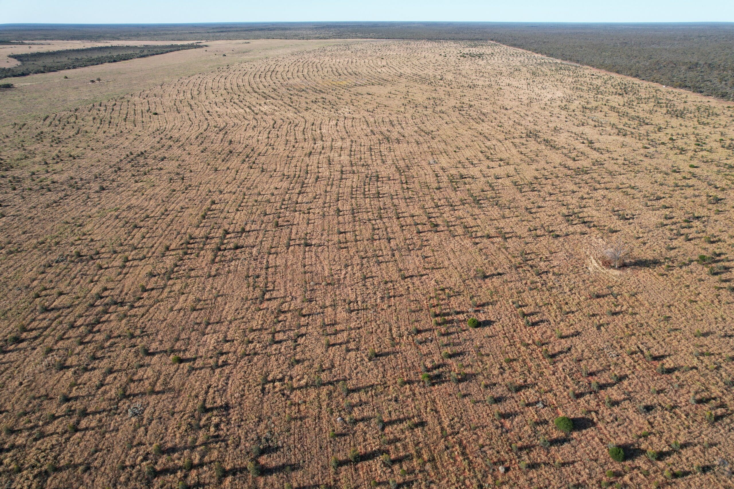 Birds eye view of planting rows at Eurardy