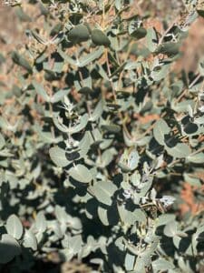close up of Eucalyptus leaves