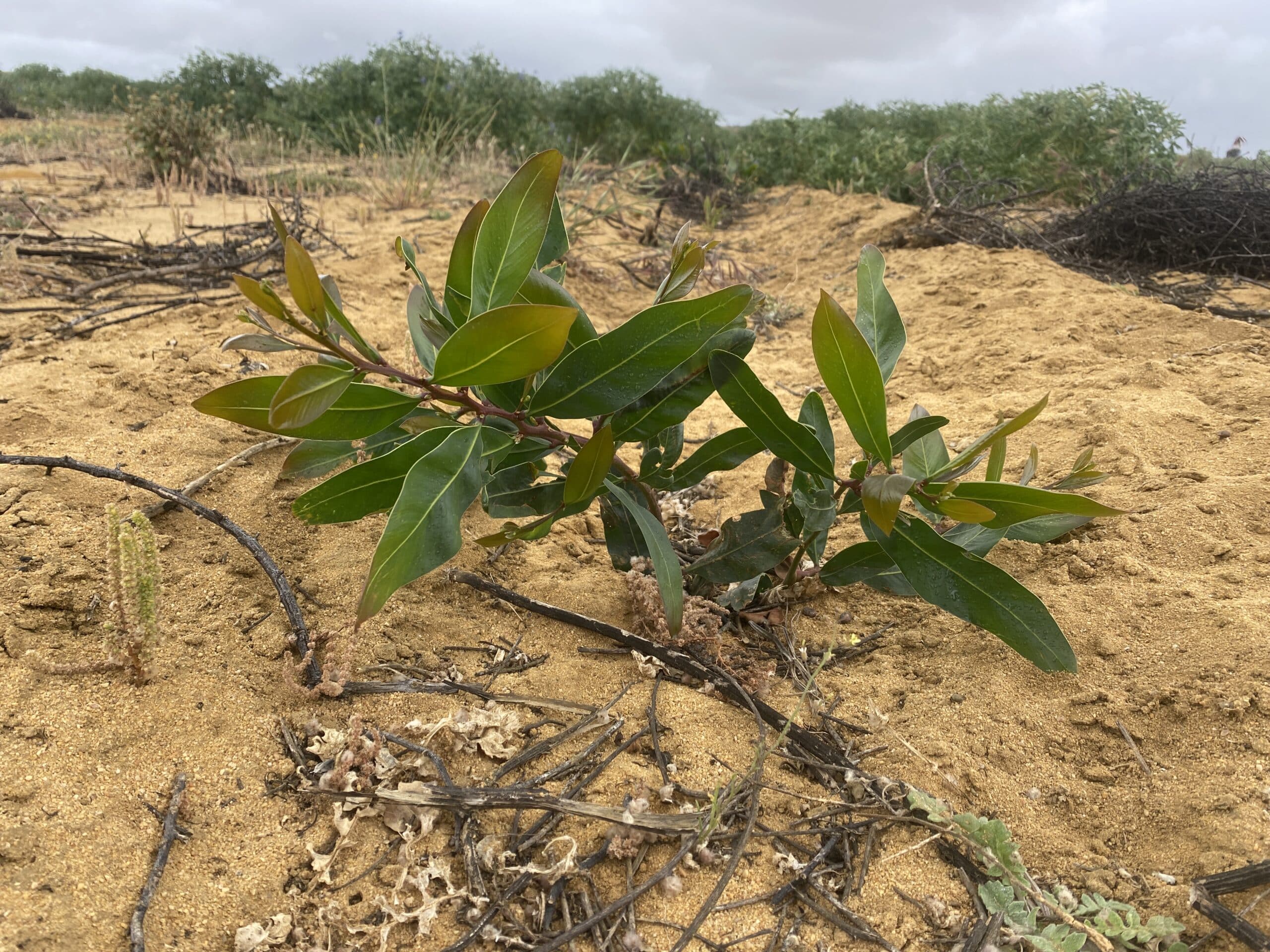 Close up of an Acacia saligna ('Coojong') seedling