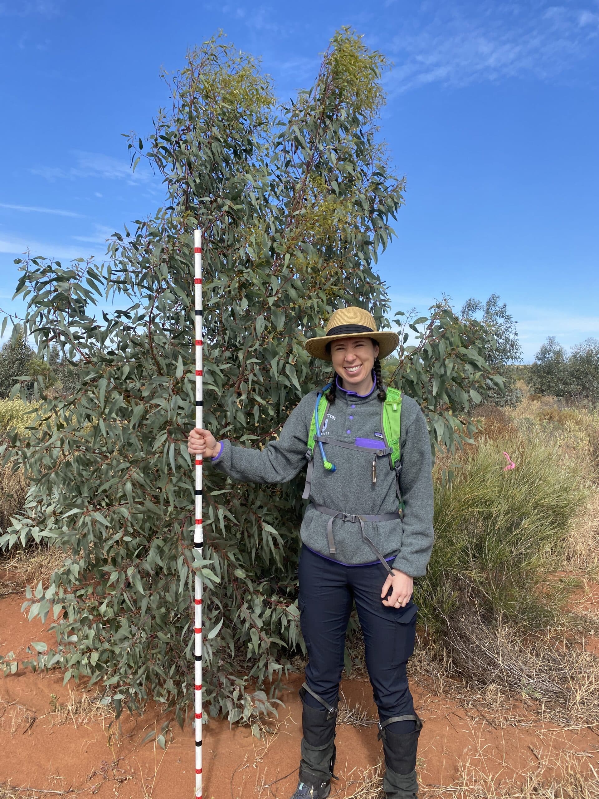 Woman standing in front of a eucalyptus tree holding a tree measuring stick