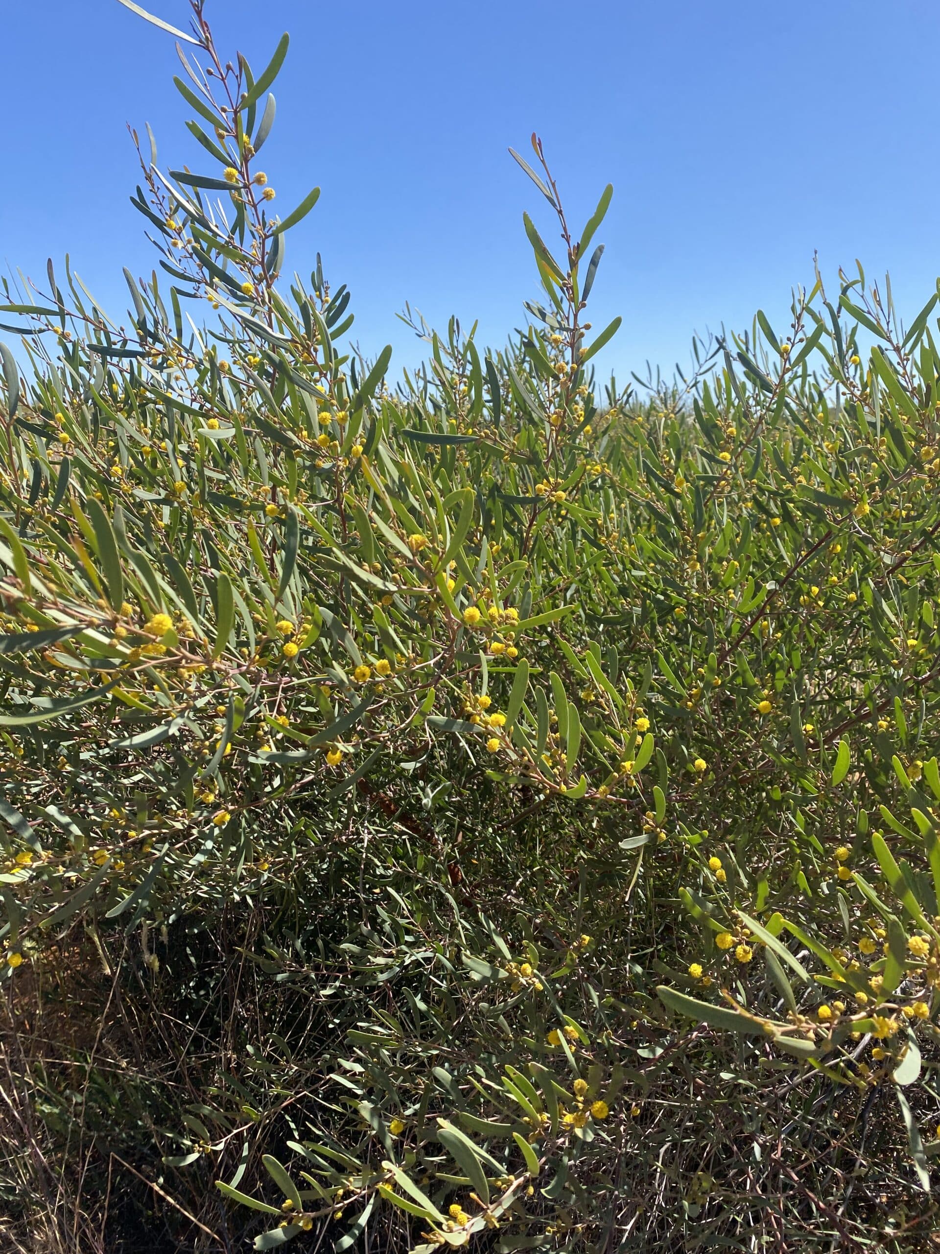 Flowering Acacia species.