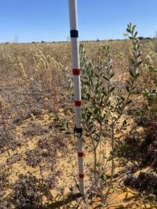 Measuring stick in front of a Lamarchea hakeifolia
