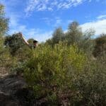 Woman peaking out from behind an Acacia cyclops.