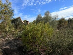 Woman peaking out from behind an Acacia cyclops.