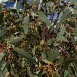 Close up of a flowering and fruiting Eucalyptus