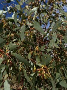 Close up of a flowering and fruiting Eucalyptus