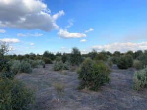 Established plants growing in planting rows