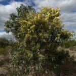 A tall flowering Acacia microbotrya ('Manna wattle').