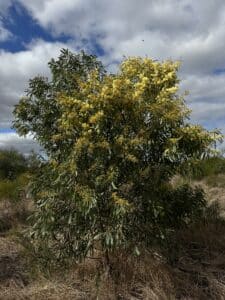 A tall flowering Acacia microbotrya ('Manna wattle').
