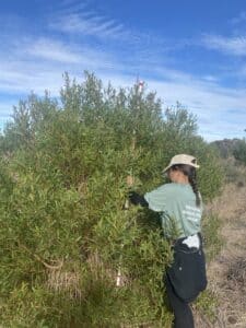 Woman using a measuring stick to measuring an Acacia cyclops.