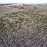 Drone shot of established planting rows in the Saltland Carbon area.