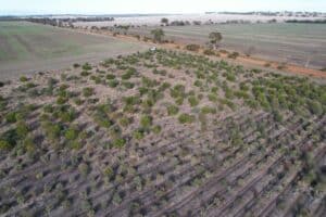 Drone shot of established planting rows in the Saltland Carbon area.