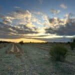 sunset over planting rows