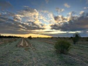 sunset over planting rows