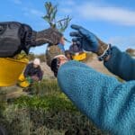 seedlings being handed from one person to another.