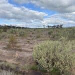 Established plants in mounded planting rows with two people planting in the background