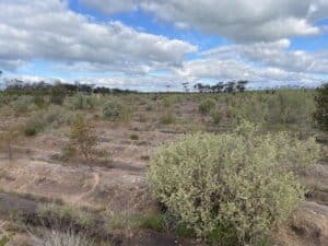 Established plants in mounded planting rows with two people planting in the background