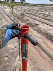 Hand holding a seedlings next to a seedling planter in planting rows