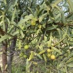 Fruiting sandalwood (Santalum spicatum).