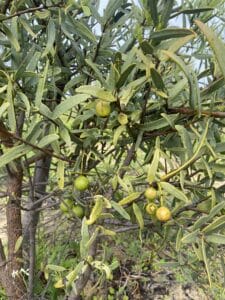 Fruiting sandalwood (Santalum spicatum).