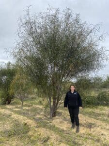 Woman standing next to an Acacia lasiocalyx ('Shaggy wattle')