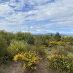 Cranbrook biodiverse carbon planting site