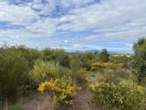 Cranbrook biodiverse carbon planting site