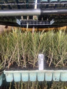 close up shot of melaleuca atroviridis seedling