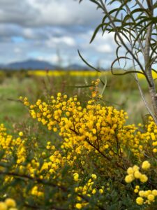 close up shot of an Acacia pulchella