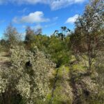 Native western Australian plants growing in planting rows