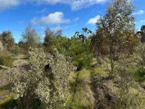 Native western Australian plants growing in planting rows