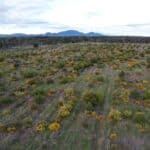 Angled down drone image of trees growing in planting rows with mountain range in background.