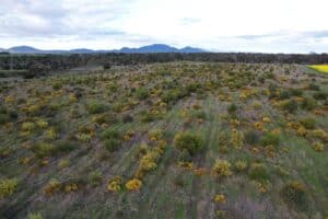 Angled down drone image of trees growing in planting rows with mountain range in background.