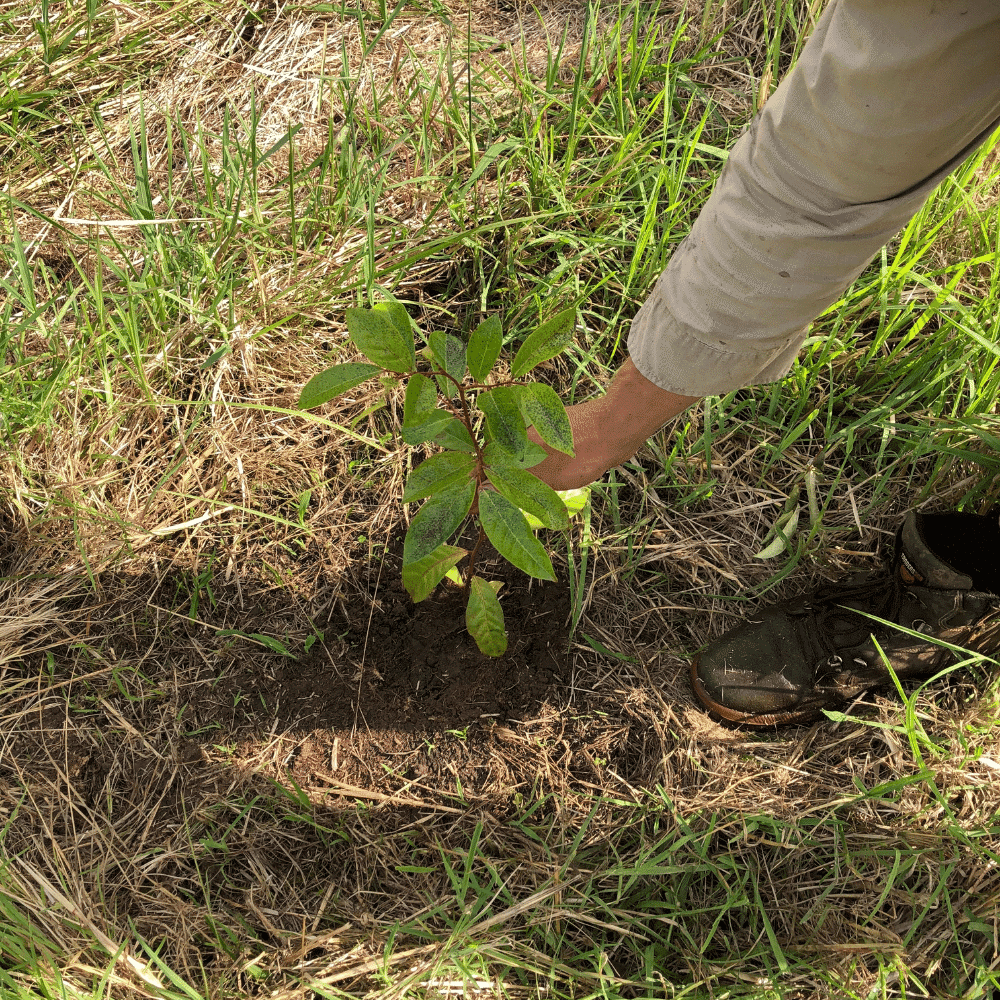 Banglow reforestation site