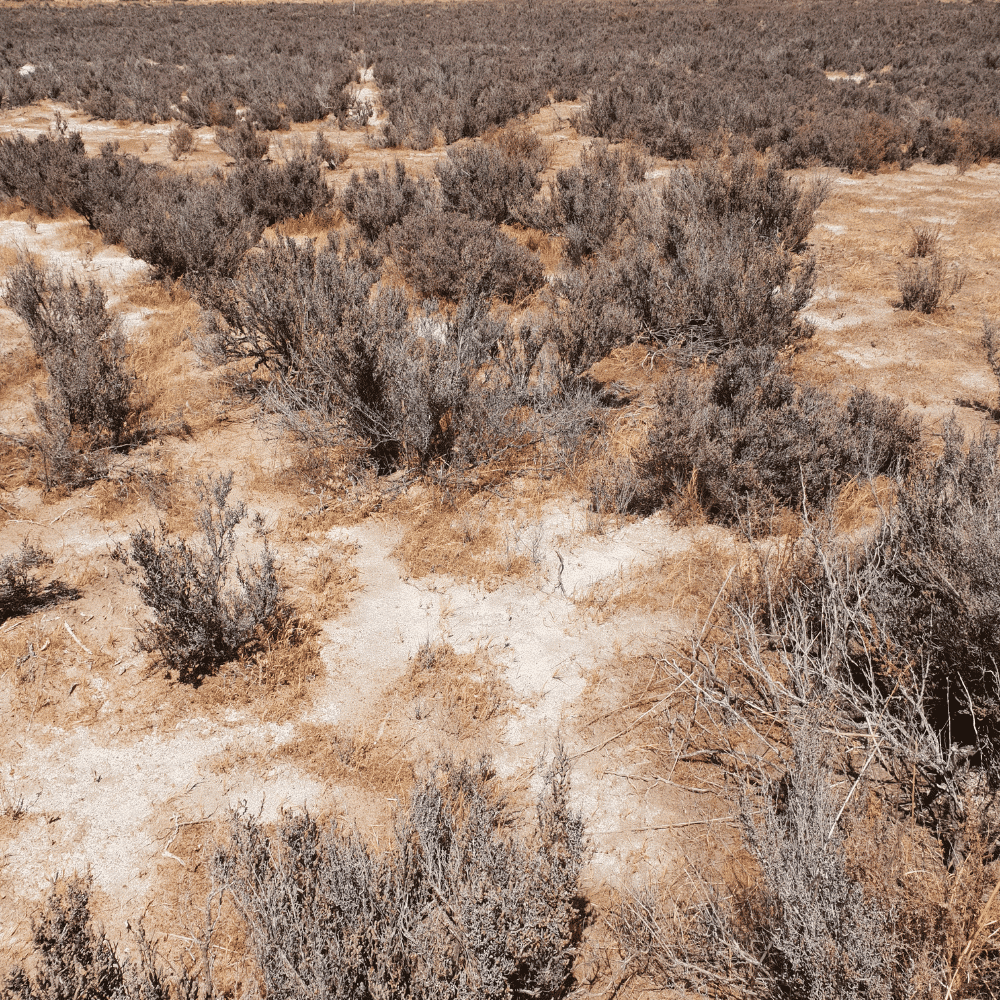 Brookton saltland restoration