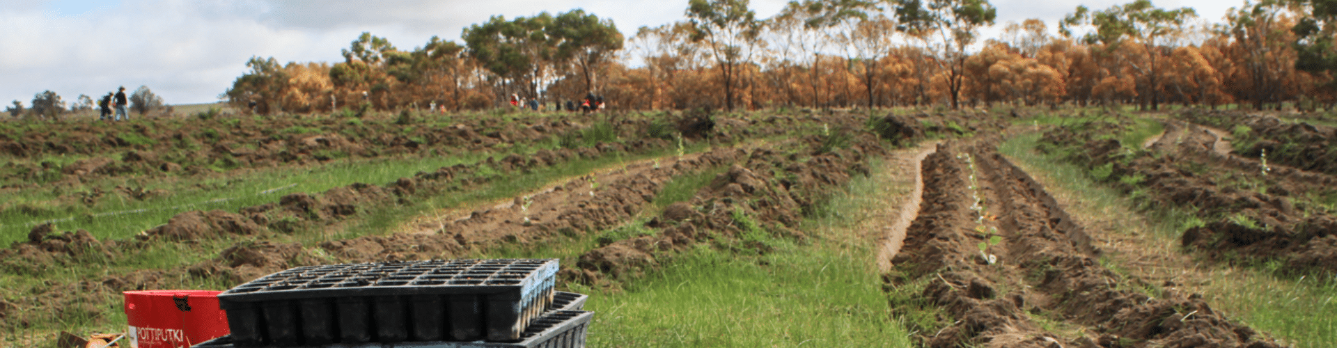 Carbon Positive Solutions Pack - yearly 11-24 employees