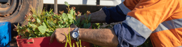 Carbon Positive Solutions Pack - monthly 11-24 employees