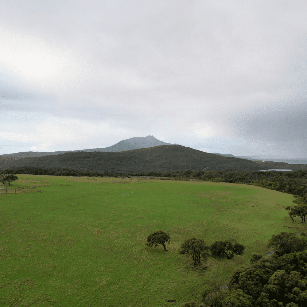 Manypeaks planting site