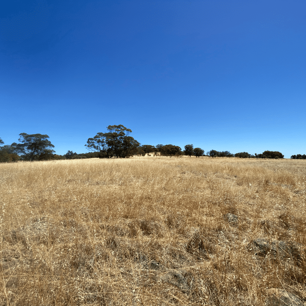 Talbot tree planting site