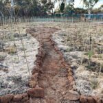 overview of planting site with seedlings in the ground with support stick and carved out foot path