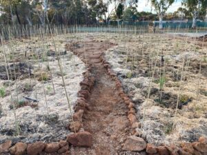 overview of planting site with seedlings in the ground with support stick and carved out foot path