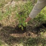 Hand bending down to touch seedling in ground