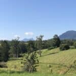 Planting area showing Mt Wollumbin in the distance.