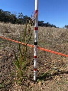 Measuring the height of an Acacia myrtifolia ('Myrtle Wattle)' seedling.
