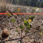 A Eucalyptus decipiens ('Redheart') seedling in a monitoring plot marked out by orange tape