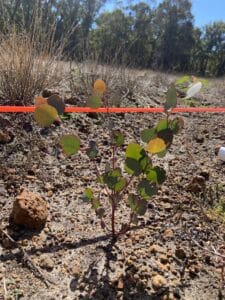 A Eucalyptus decipiens ('Redheart') seedling in a monitoring plot marked out by orange tape