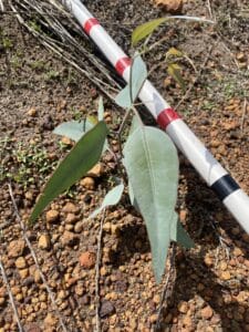 measuring stick lying next to a Eucalyptus wandoo ('White Gum') seedling.